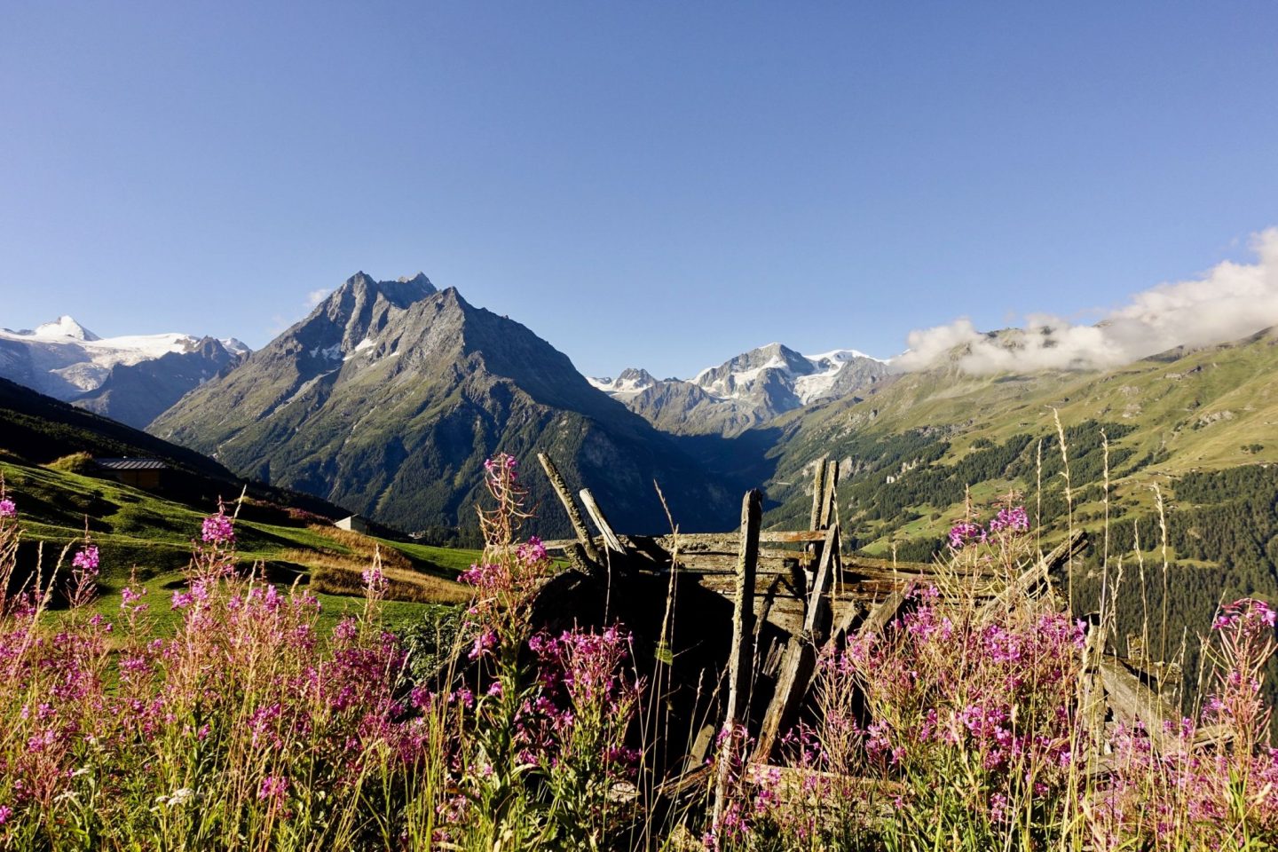 pink flowers with alpine meadows behind and a mountain peak in the background