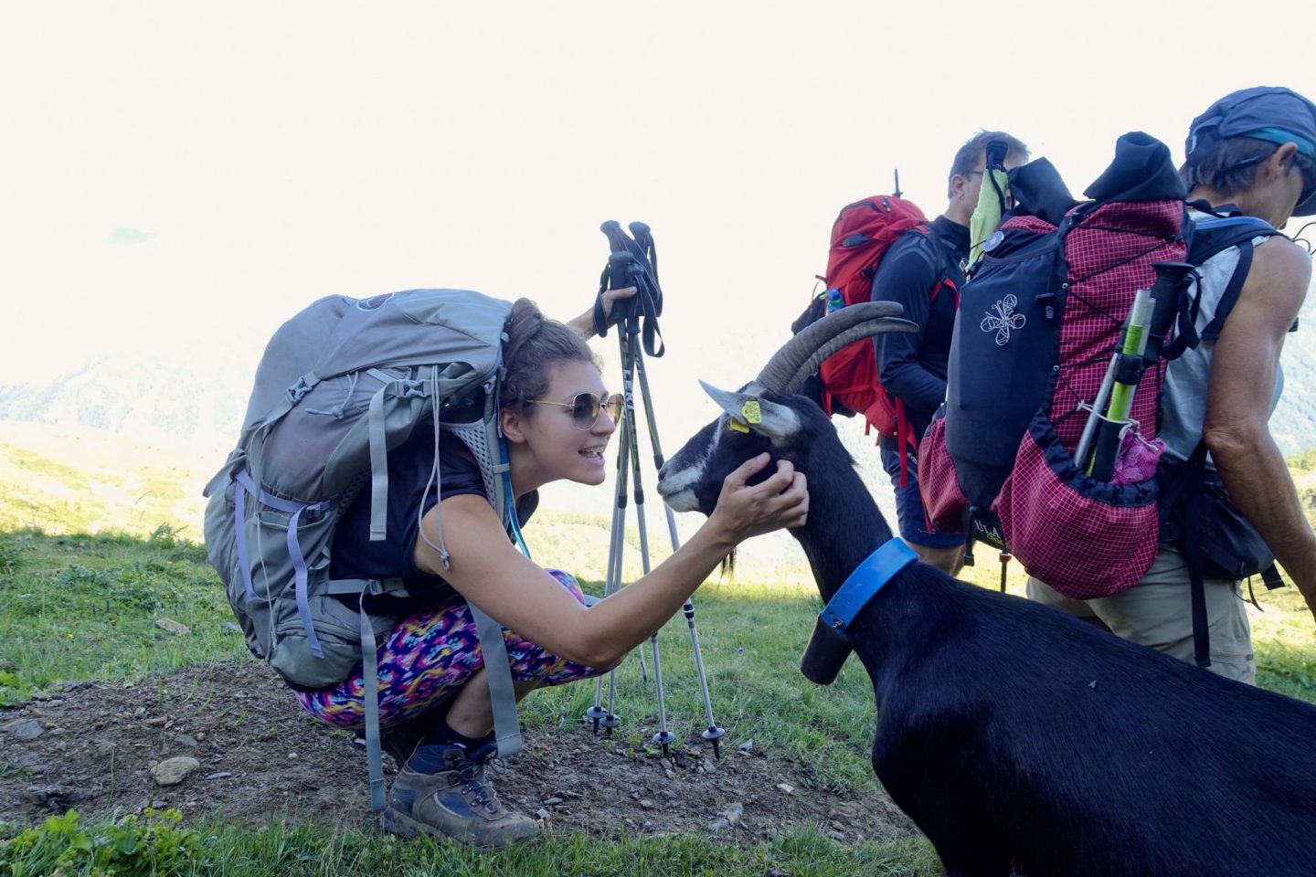 girl in backpack stroking a goat on the mont blanc to matterhorn trek