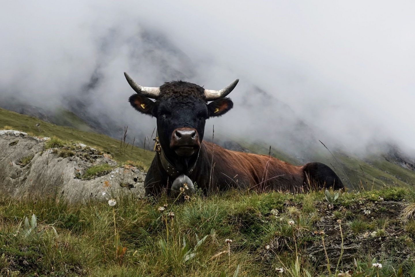 alpine cow lying down with clouds behind it