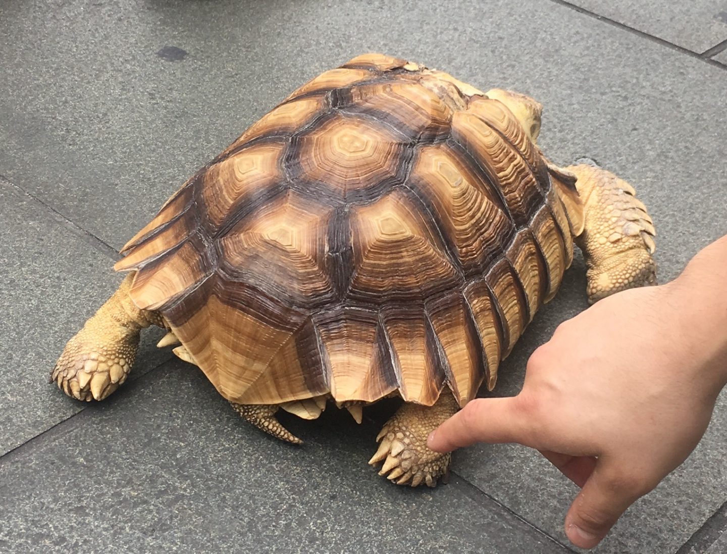 Tortoise in Hong Kong making its' own itinerary