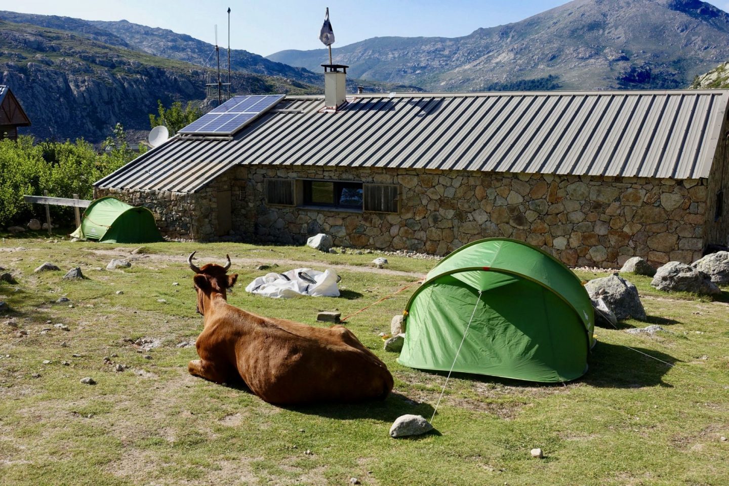 A GR20 mountain hut with a tent in front of it and a cow lying next to the tent