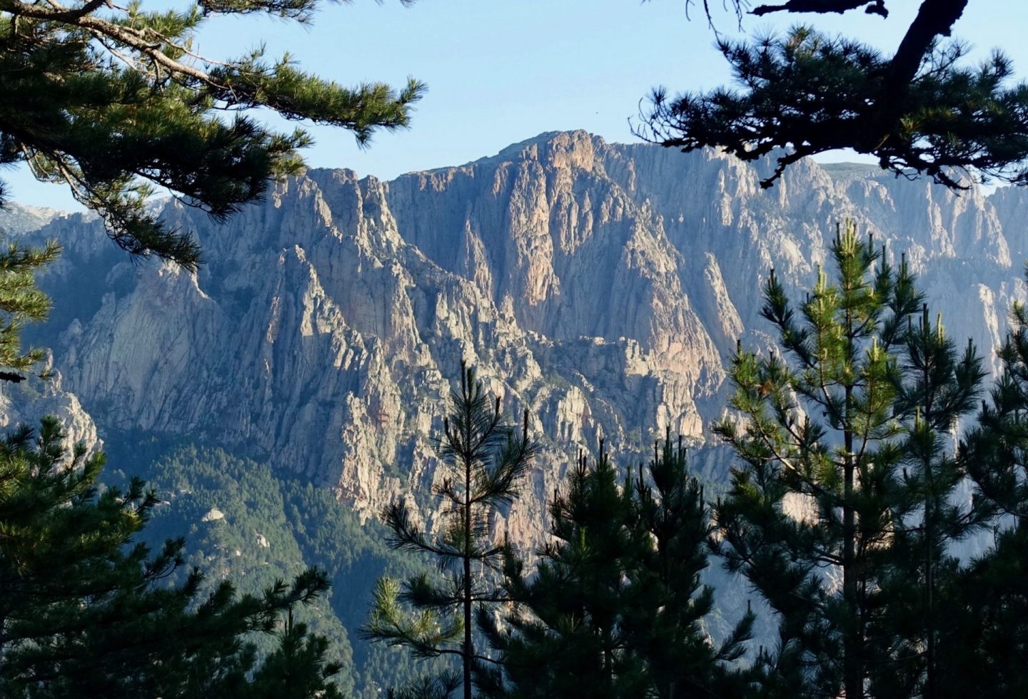 A mountain face in the distance, framed my pine trees at close distance, what to expect on the GR20